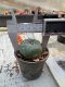 Lophophora williamsii 3-4 cm 4-5 years old - ownroot grow from seed