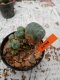 Lophophora williamsii 3-4 cm 4-5 years old - ownroot grow from seed