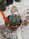 Lophophora williamsii 3-4 cm 4-5 years old - ownroot grow from seed