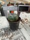 Lophophora williamsii 3-4 cm 4-5 years old - ownroot grow from seed