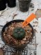 Lophophora williamsii 3-4 cm 4-5 years old - ownroot grow from seed