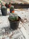 Lophophora williamsii 3-4 cm 4-5 years old - ownroot grow from seed