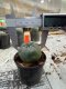 Lophophora williamsii 3-4 cm 4-5 years old - ownroot grow from seed