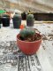 Lophophora williamsii 3-4 cm 4-5 years old - ownroot grow from seed