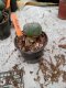 Lophophora williamsii 3-4 cm 4-5 years old - ownroot grow from seed