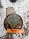 Lophophora williamsii 3-4 cm 4-5 years old - ownroot grow from seed