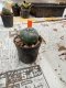 Lophophora williamsii 3-4 cm 4-5 years old - ownroot grow from seed