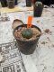 Lophophora williamsii 3-4 cm 4-5 years old - ownroot grow from seed