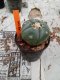 Lophophora williamsii 3-4 cm 4-5 years old - ownroot grow from seed