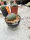 Lophophora williamsii 3-4 cm 4-5 years old - ownroot grow from seed