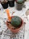 Lophophora williamsii 3-4 cm 4-5 years old - ownroot grow from seed