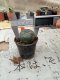 Lophophora williamsii 3-4 cm 4-5 years old - ownroot grow from seed