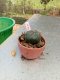 Lophophora williamsii 3-4 cm 4-5 years old - ownroot grow from seed