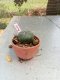 Lophophora williamsii 3-4 cm 4-5 years old - ownroot grow from seed