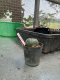 Lophophora williamsii 3-4 cm 4-5 years old - ownroot grow from seed