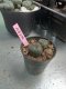 Lophophora williamsii 3-4 cm 4-5 years old - ownroot grow from seed