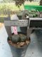 Lophophora williamsii 3-4 cm 4-5 years old - ownroot grow from seed