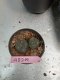 Lophophora williamsii 3-4 cm 4-5 years old - ownroot grow from seed