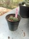 Lophophora williamsii 3-4 cm 4-5 years old - ownroot grow from seed