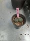 Lophophora williamsii 3-4 cm 4-5 years old - ownroot grow from seed