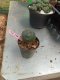 Lophophora williamsii 3-4 cm 4-5 years old - ownroot grow from seed