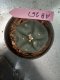 Lophophora williamsii 3-4 cm 4-5 years old - ownroot grow from seed