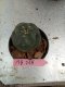 Lophophora williamsii 3-4 cm 4-5 years old - ownroot grow from seed