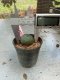 Lophophora williamsii 3-4 cm 4-5 years old - ownroot grow from seed