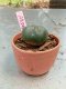 Lophophora williamsii 3-4 cm 4-5 years old - ownroot grow from seed