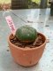 Lophophora williamsii 3-4 cm 4-5 years old - ownroot grow from seed