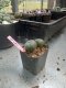 Lophophora williamsii 3-4 cm 4-5 years old - ownroot grow from seed