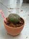 Lophophora williamsii 3-4 cm 4-5 years old - ownroot grow from seed