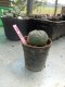 Lophophora williamsii 3-4 cm 4-5 years old - ownroot grow from seed