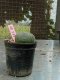 Lophophora williamsii 3-4 cm 4-5 years old - ownroot grow from seed