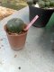 Lophophora williamsii 3-4 cm 4-5 years old - ownroot grow from seed