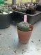 Lophophora williamsii 3-4 cm 4-5 years old - ownroot grow from seed