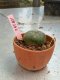 Lophophora williamsii 3-4 cm 4-5 years old - ownroot grow from seed