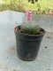 Lophophora williamsii 3-4 cm 4-5 years old - ownroot grow from seed