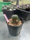 Lophophora williamsii 3-4 cm 4-5 years old - ownroot grow from seed