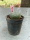 Lophophora williamsii 3-4 cm 4-5 years old - ownroot grow from seed