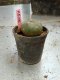 Lophophora williamsii 3-4 cm 4-5 years old - ownroot grow from seed