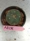 Lophophora williamsii 3-4 cm 4-5 years old - ownroot grow from seed