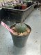 Lophophora williamsii 3-4 cm 4-5 years old - ownroot grow from seed