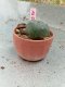 Lophophora williamsii 3-4 cm 4-5 years old - ownroot grow from seed