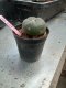 Lophophora williamsii 3-4 cm 4-5 years old - ownroot grow from seed