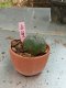 Lophophora williamsii 3-4 cm 4-5 years old - ownroot grow from seed