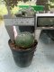 Lophophora williamsii 3-4 cm 4-5 years old - ownroot grow from seed