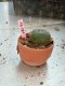 Lophophora williamsii 3-4 cm 4-5 years old - ownroot grow from seed