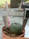 Lophophora williamsii 3-4 cm 4-5 years old - ownroot grow from seed