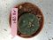 Lophophora williamsii 3-4 cm 4-5 years old - ownroot grow from seed